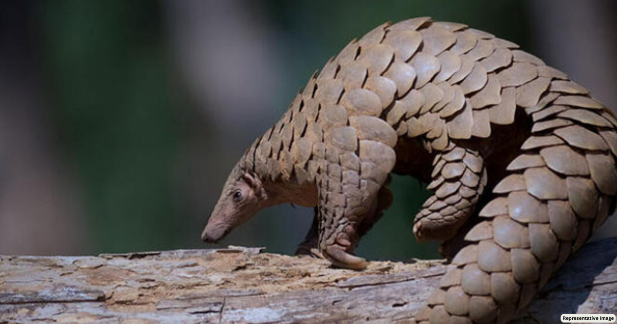 STF recovers 2 pangolins in Odisha's Boudh, two arrested